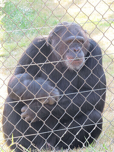 Ximpanzè dintre de la Fundació MONA
