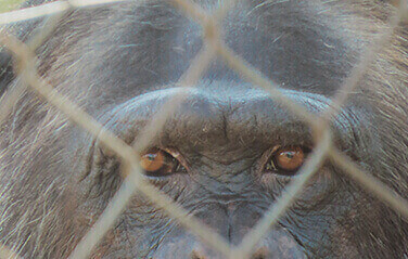 Visitem la fundació mona! educació ambiental monatur VISITEM LA FUNDACIÓ MONA!